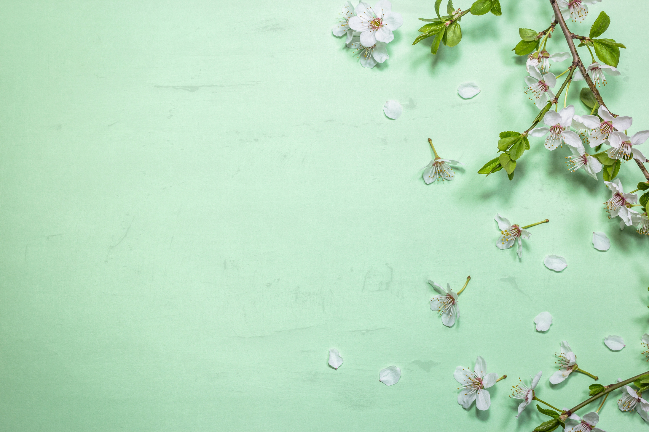 Spring blossom on light green background